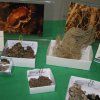 mostra micologica anno 2010 - 4